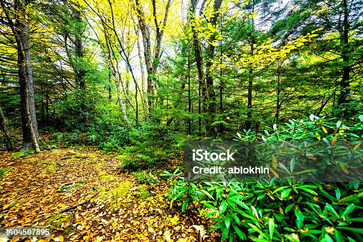 istock Hiking trail Dolly Sods wilderness, West Virginia with pine spruce trees forest woods in autumn fall foliage season with fallen gold yellow and green leaves and nobody landscape 1404507895