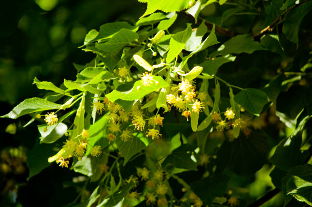 istock Blossoming lime flowers and leaves. 1404509369