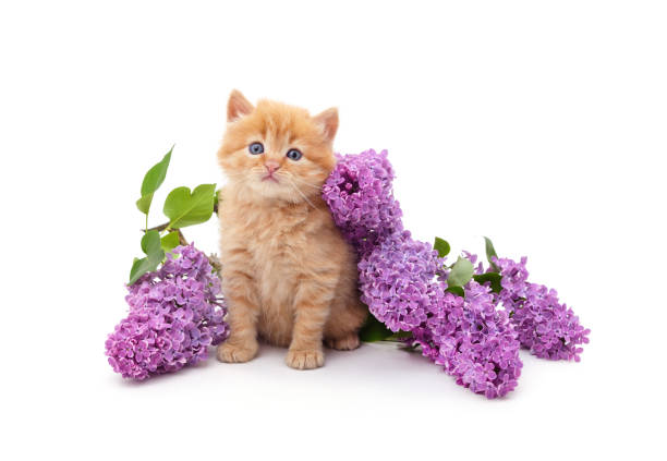 istock Kitten with lilac flowers. 1404509478