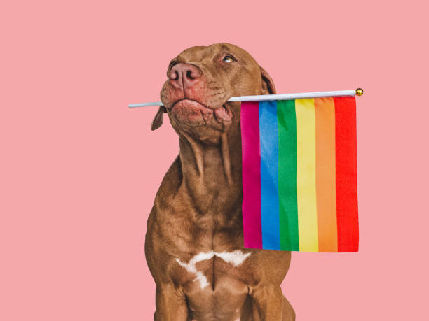 istock Lovable, pretty dog and Rainbow Flag. Closeup 1404509508