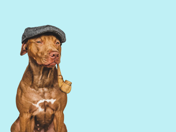 istock Lovable, pretty brown dog. Pet care concept 1404509703