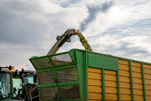 The combine pours silage into the tractor-trailer in the field. Preparing animal feed for the winter.