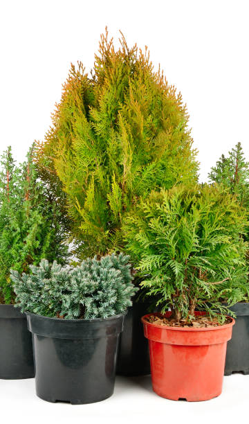 istock Juniper, cypress and thuja in flower pots isolated on white. Vertical photo. 1404510133
