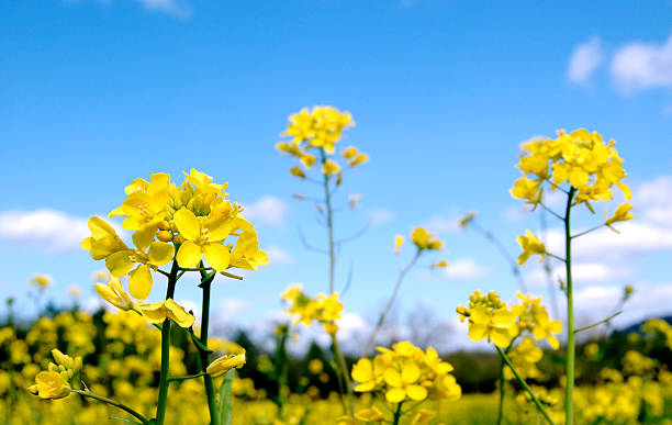mostarda vibrante de flores - mustard plant mustard field clear sky sky - fotografias e filmes do acervo