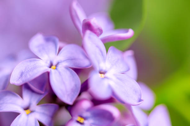 lilac blossom close-up - mor leylak stok fotoğraflar ve resimler