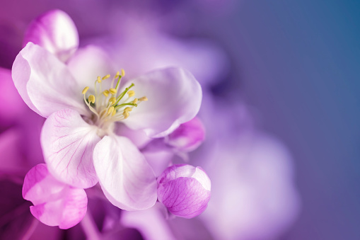 Japanese pink cherry blossom, flower petals, pure white background, spring photography