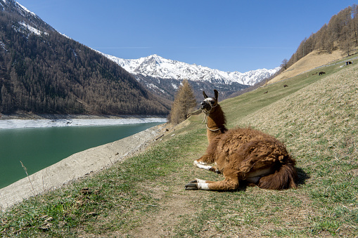Lama lying on a hiking path next to the lake of Vernagt with mountains in the background full of snow