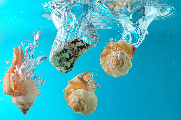 Seashells in water stock photo