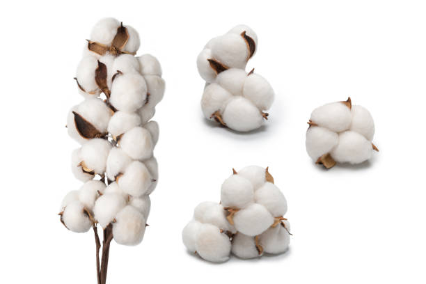 istock Cotton flower branch isolated on white background. 1404512354
