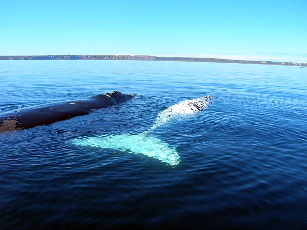 istock Southern right whale and albino calf 140451299