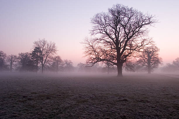 niebla de la mañana temprana park - suffolk winter england fog fotografías e imágenes de stock