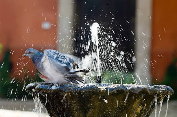 fountain