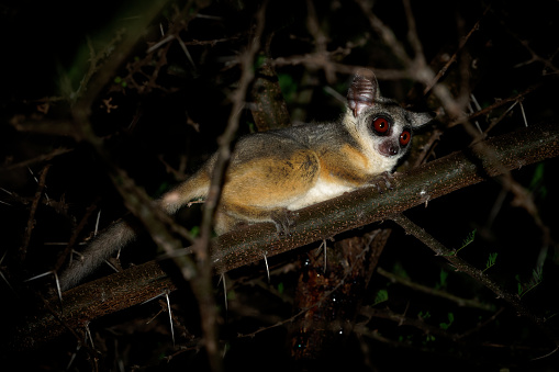 Senegal bushbaby - Galago senegalensis también Senegal galago, galago menor o bebé de arbusto menor, pequeño primate nocturno familia Galagidae, ojos grandes, en la noche oscura photo