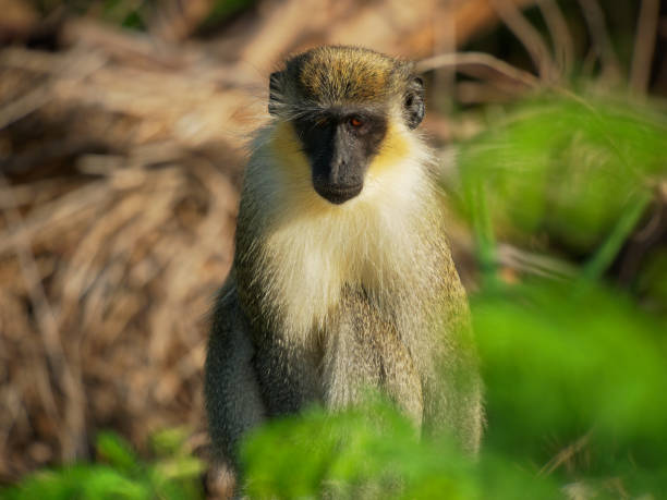 зеленая обезьяна (chlorocebus sabaeus), также обезьяна сабея, золотисто-зеленый мех и бледные руки и ноги, широкий спектр лесистых мест обитания, начи - зелёная мартышка стоковые фото и изображения