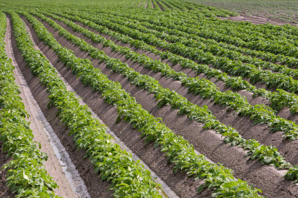 istock Rows of young potato plants on a field 1404514085