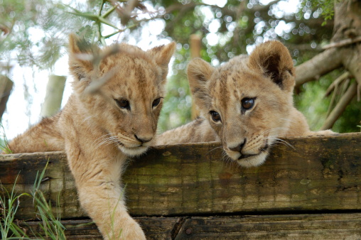 Two young lion cubs resting on old logs