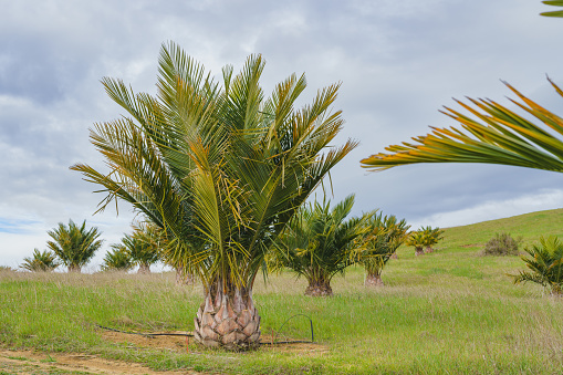 Date Palm trees. Young trees planted on a hill, cloudy sky background