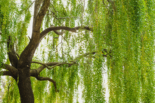 Mayten tree (Maytenus boaria), evergreen weeping tree close up