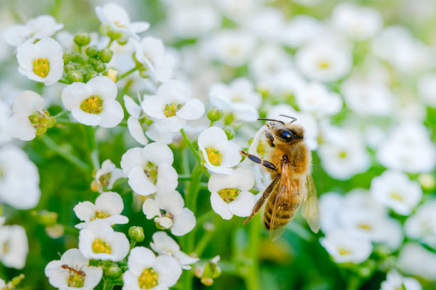 ape sui fiori da vicino. bellissimo sfondo floreale di luce soffusa - insect animal eye flower flower head foto e immagini stock