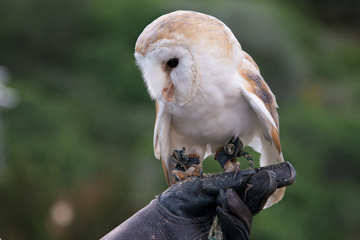 Common barn owl on a human hand wearing a leather glove. Green background