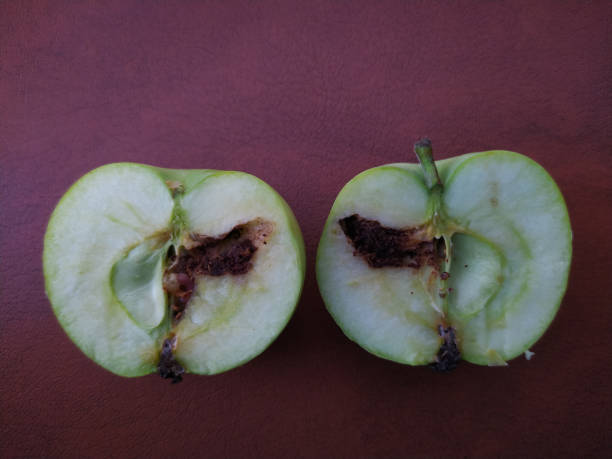 wormy äpfel - crop farm nature man made stock-fotos und bilder
