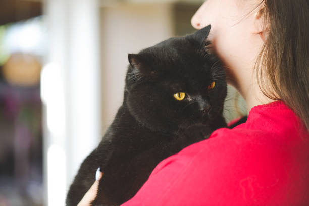istock woman with british shorthair cat 1404516106