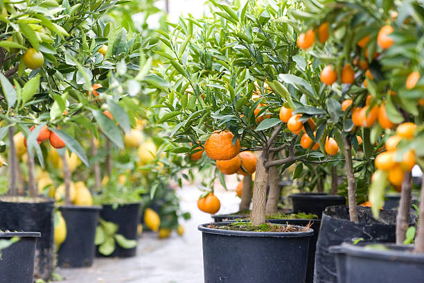 Various citrus trees in black five gallon buckets stock photo