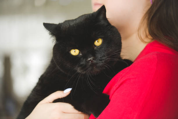 istock woman with british shorthair cat 1404517648