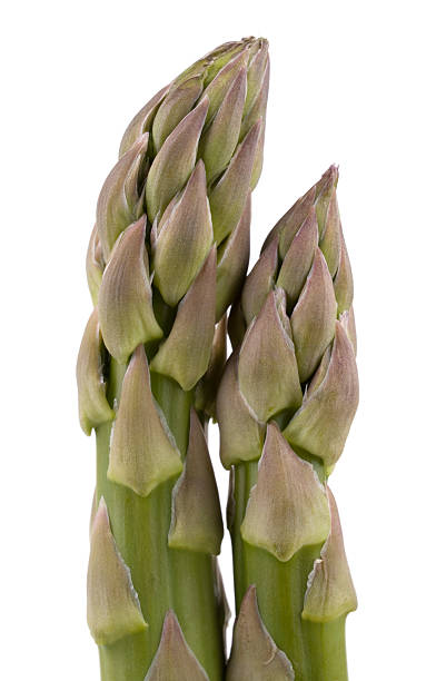 Asparagus. stock photo