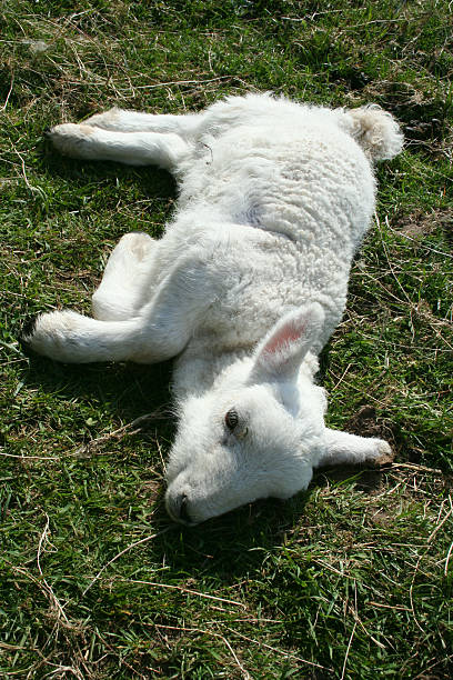 Sick lamb Sick lamb laying down in field  meek as a lamb stock pictures, royalty-free photos & images