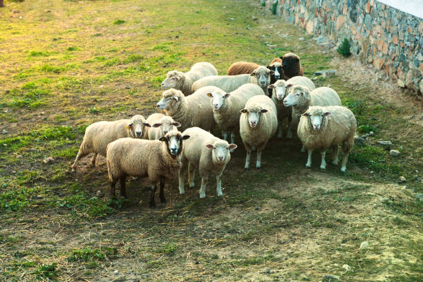 istock Herd of cute sheep looking at camera 1404518719