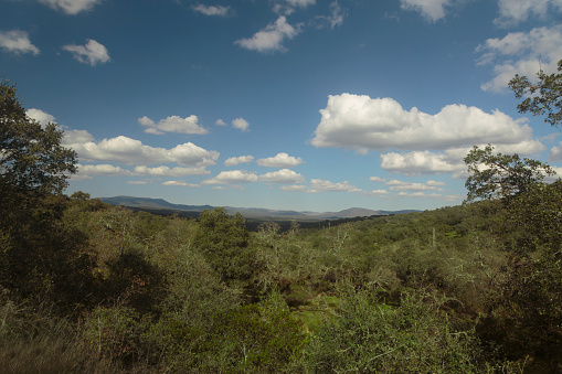 Wide angle panoramic photo of a forestry landscape bathed in the sunglight, under a vivid cloudy sky. Spanish lands for trekking or peaceful weekends.