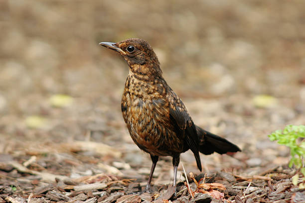 Bird standing, young blackbird A beautiful juvenile blackbird standing  common blackbird turdus merula stock pictures, royalty-free photos & images