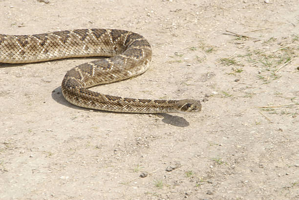 istock Crotalus atrox-Western Diamondback Rattlesnake 140452004