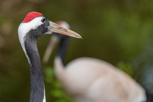 Portrait of a red crowned crane (grus japonensis) in a zoo