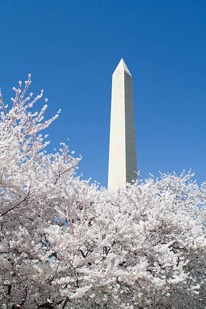 istock Japanese Cherry Blossoms Washington Monument DC USA Blue Sky 140452042