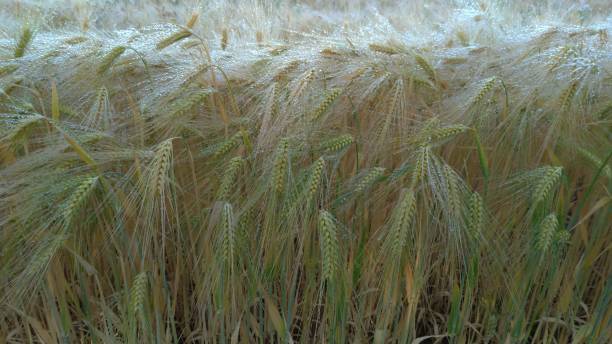 istock Wheat field after the rain 1404521435