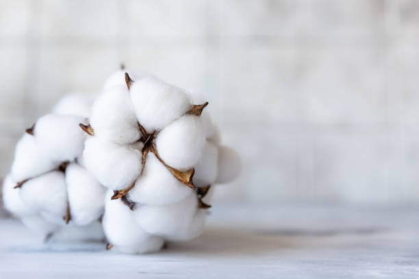 White fluffy cotton flowers on light concrete background. Delicate background. Natural organic fiber. Fabric raw material. Flat lay. Copy space for text.