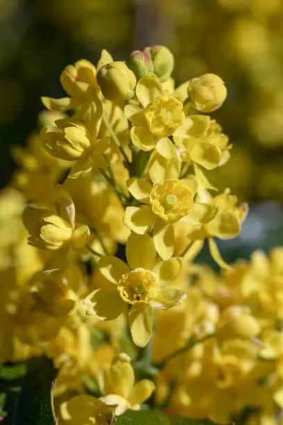 Yellow flowers of the ornamental evergreen shrub Mahonia aquifolium close-up. Shallow depth of field