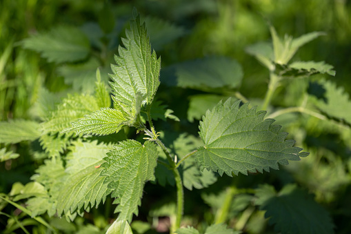 Nettles (Urtica dioica) in the sunlight. A small young plant in spring. Copy Space