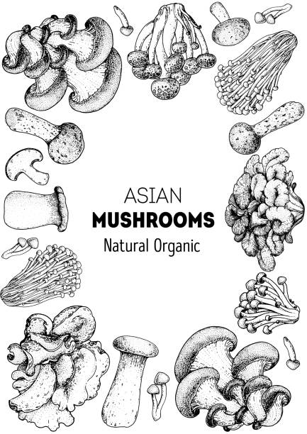 ilustrações de stock, clip art, desenhos animados e ícones de asian mushrooms sketch set. edible mushrooms hand drawn . vector illustrations collection. hand drawn food. vintage mushrooms . organic food. forest mushrooms. healthy food illustration. - edible mushroom shiitake mushroom fungus chinese cuisine