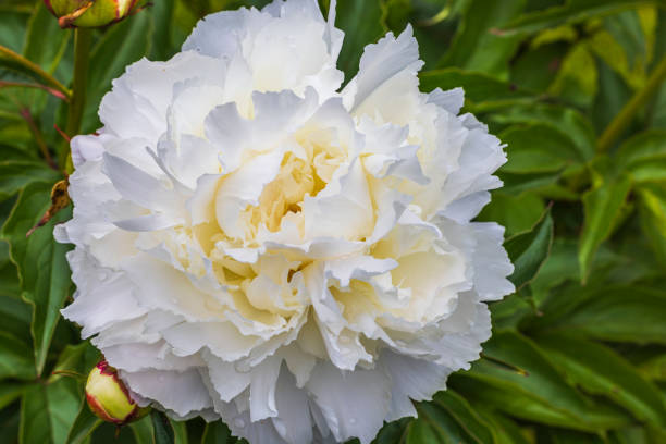 istock Macro view of blooming white peony flower. 1404522759