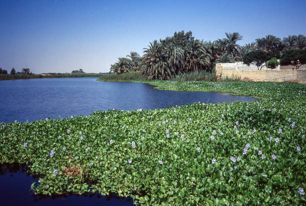 Lotus plants on the Nile Nile Valley, Egypt - aug 7, 1991: along the banks of the Nile, where the waters are calmer, there are vast expanses of lotus plants nile delta photos stock pictures, royalty-free photos & images