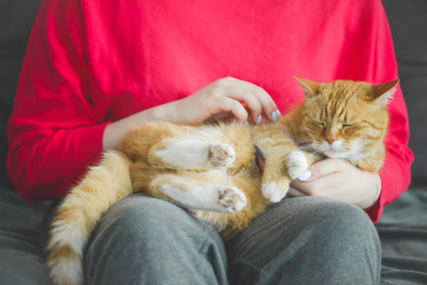 istock woman with british shorthair cat 1404523020