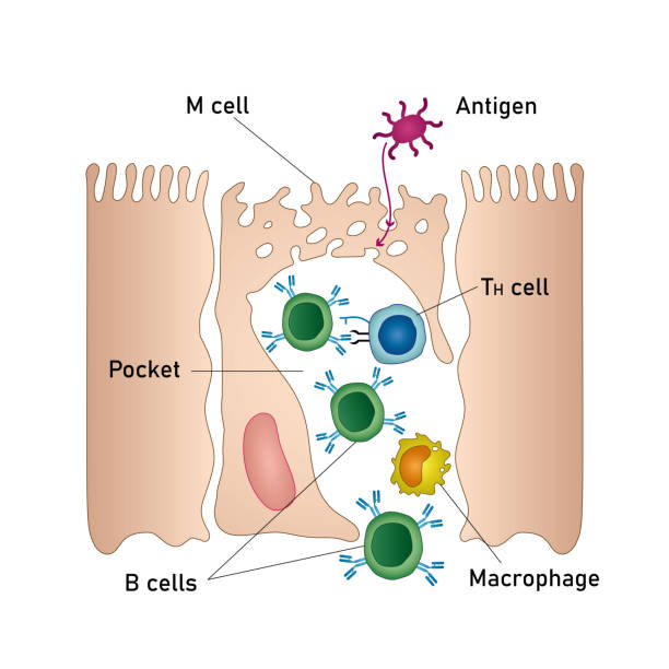 schleimhaut-immunsystem-diagramm, medizinische vektor-illustration - mucosa stock-grafiken, -clipart, -cartoons und -symbole