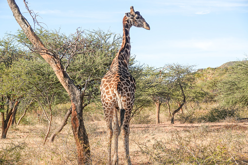 Southern Giraffe in Otjozondjupa Region, Namibia