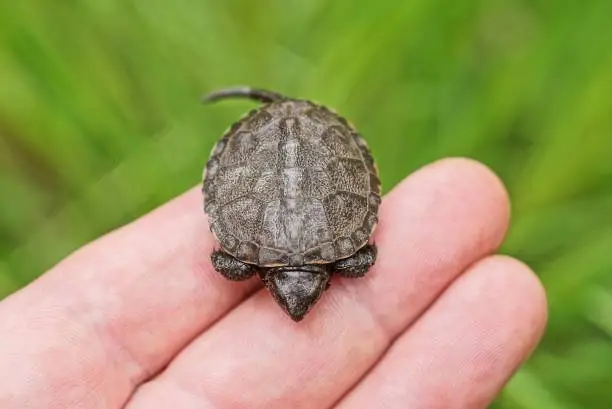Photo of one small baby brown turtle sits on a fingers