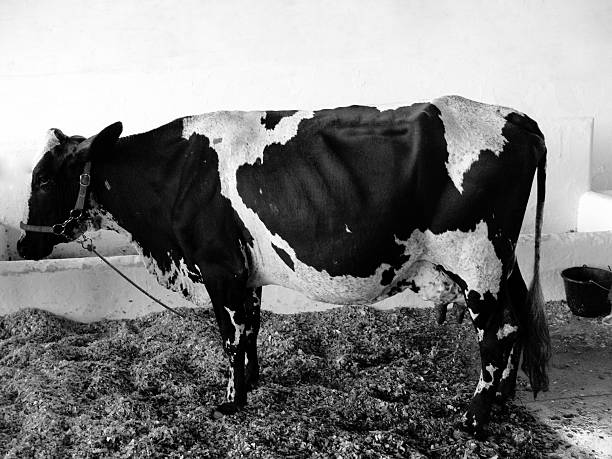 cow stock photo