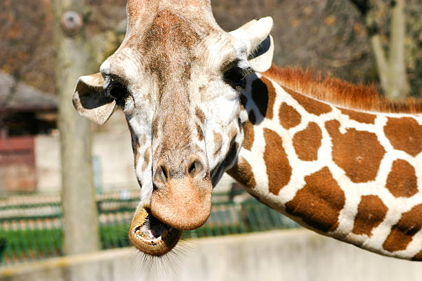 istock A close up of a giraffe eating 140452429