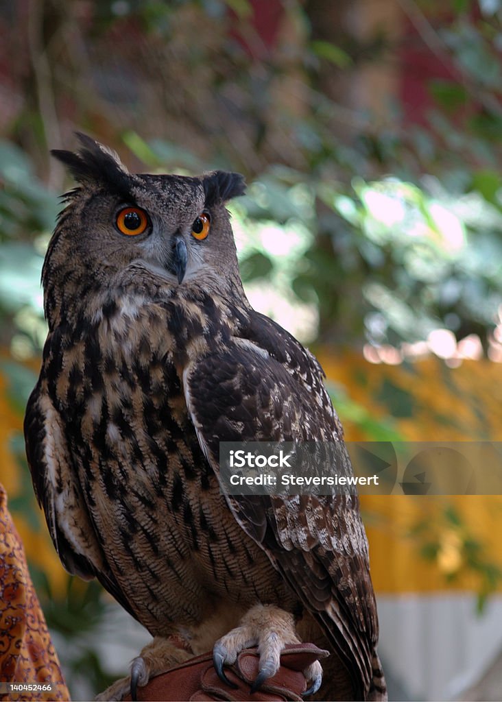 Chouette - Photo de Aile d'animal libre de droits